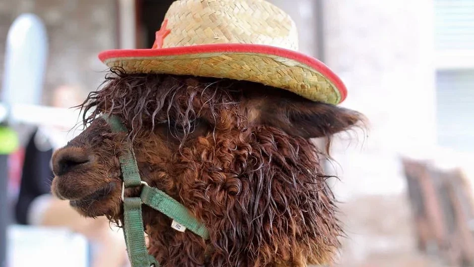 A brown alpaca wearing a straw hat with a red trim.