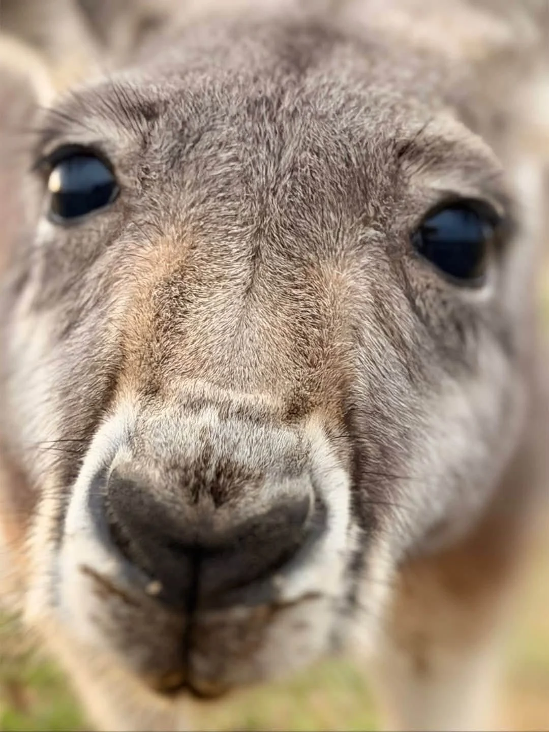Close-up of a young antelope's face, showing its large dark eyes, nose, and surrounding light brown fur.