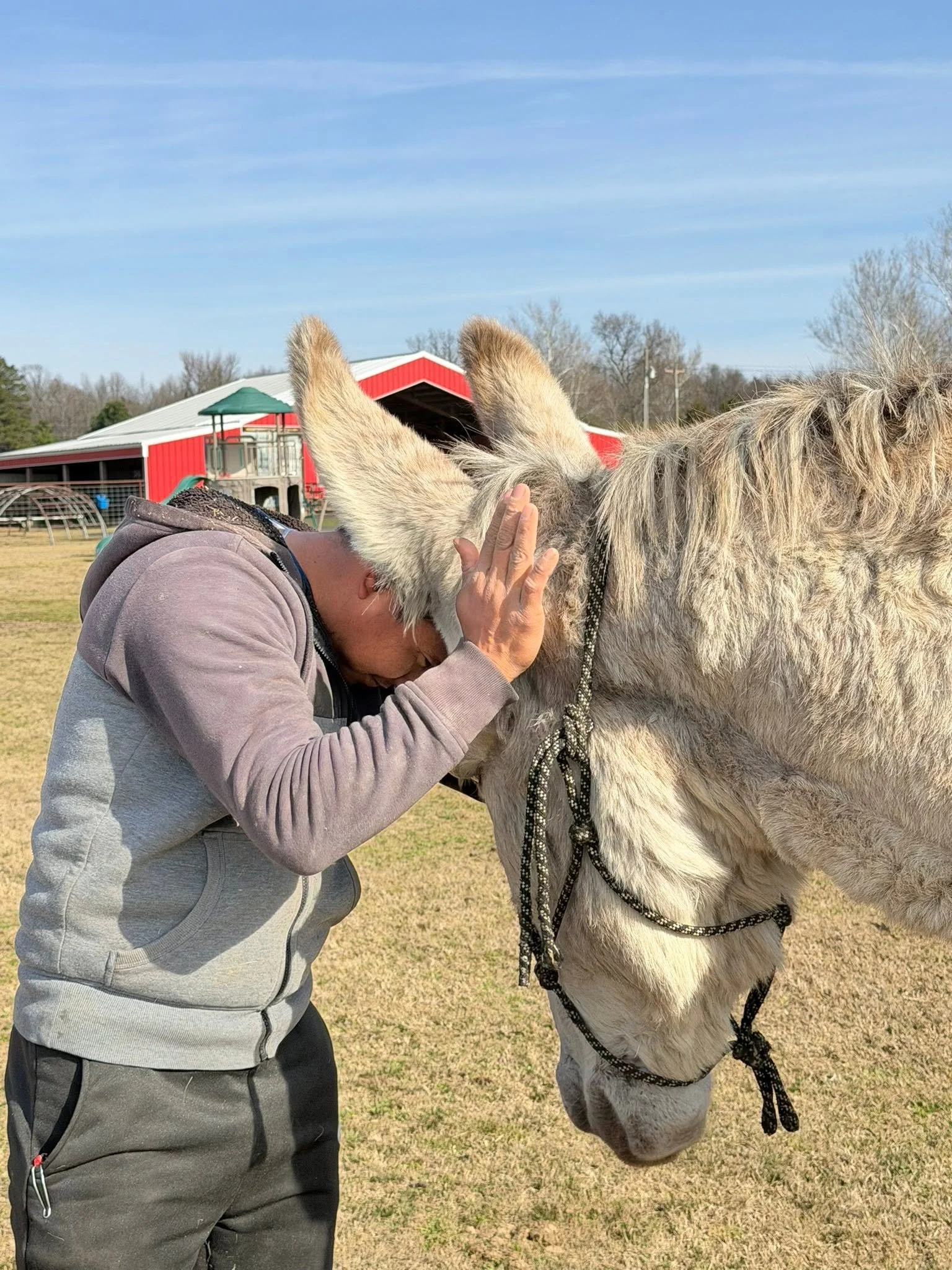 A person in a gray hoodie petting a light-colored horse in an open field with a red barn, blue sky, and trees in the background.