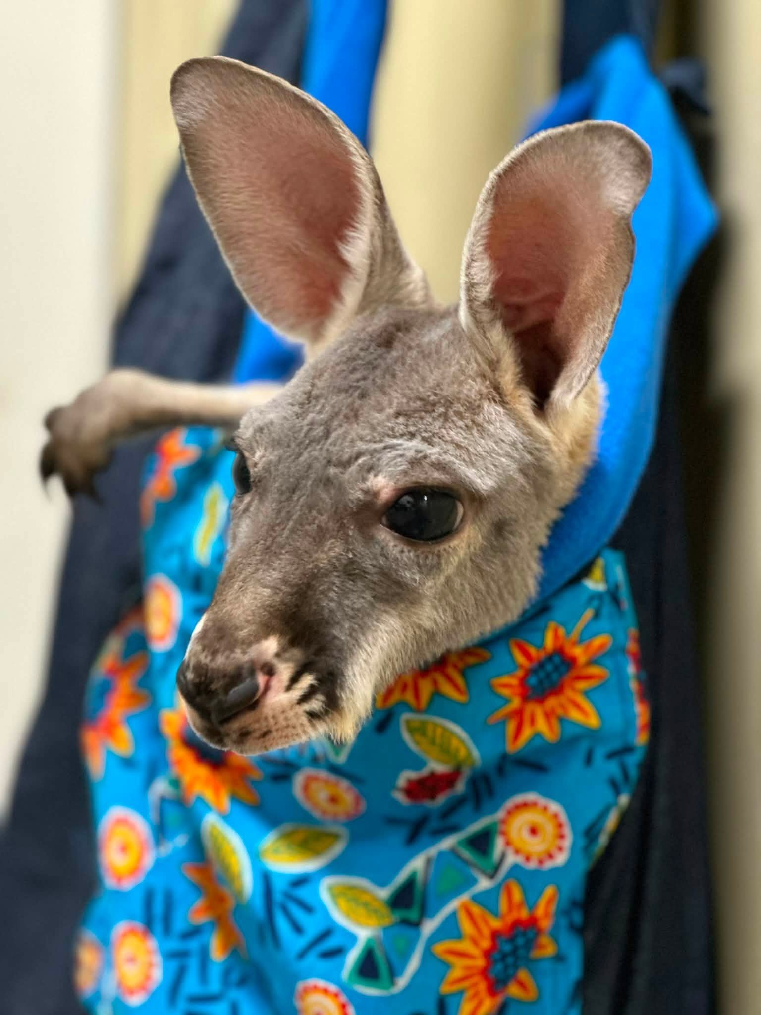 Close-up of a small dog with large ears, wearing a blue harness with colorful flower patterns, being held in a person's arms.