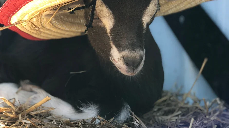 A close-up of a black farm dog lying in a bed of straw with a straw hat on its head.