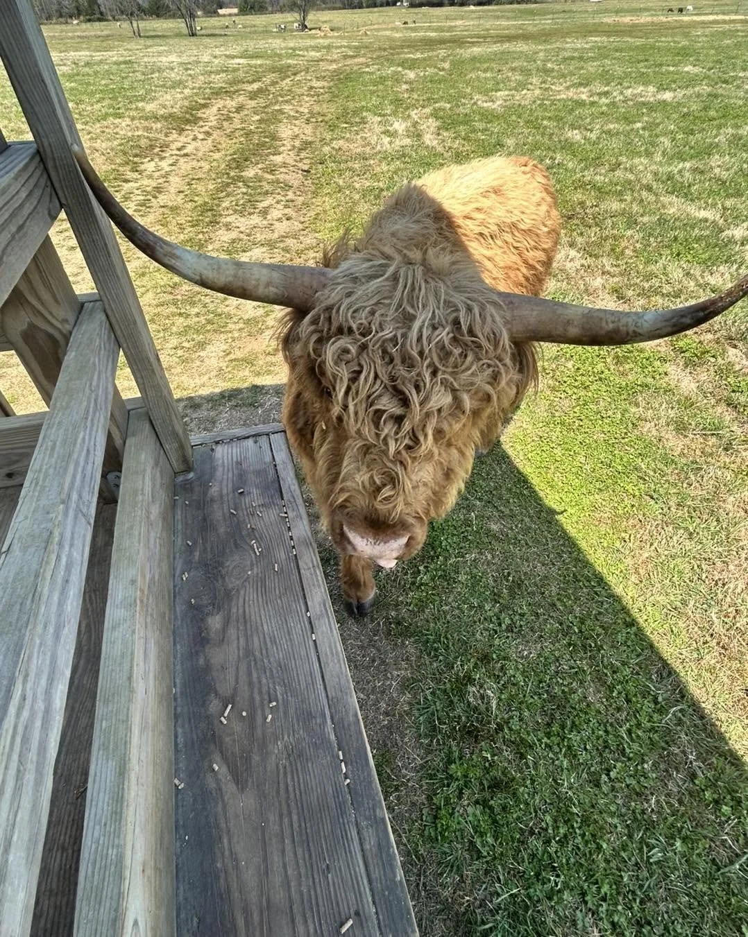 A large brown Highland cattle with long, curved horns standing on grass near a wooden deck in an open field.
