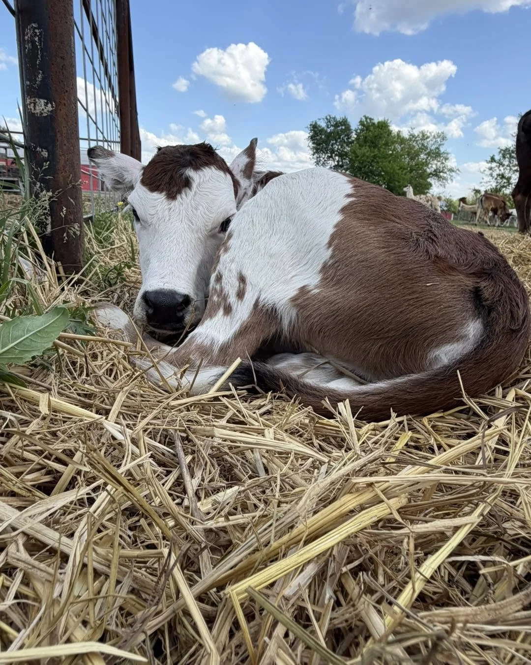 A young calf with white and brown fur lying down on straw, resting its head near its front legs, with a blue sky and trees in the background.