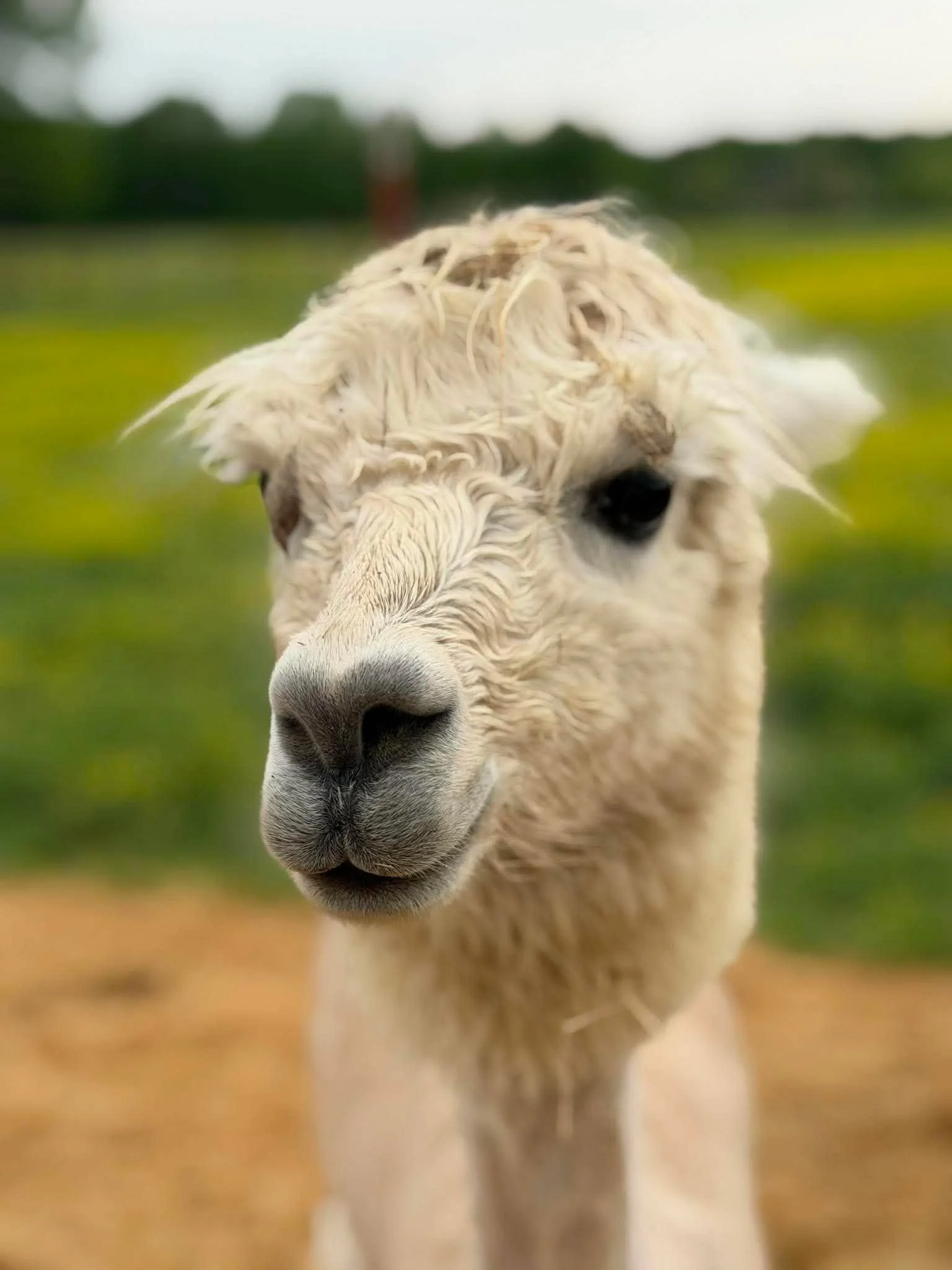 Close-up of a young alpaca with curly white fur, dark eyes, and a small nose, standing in a green field.