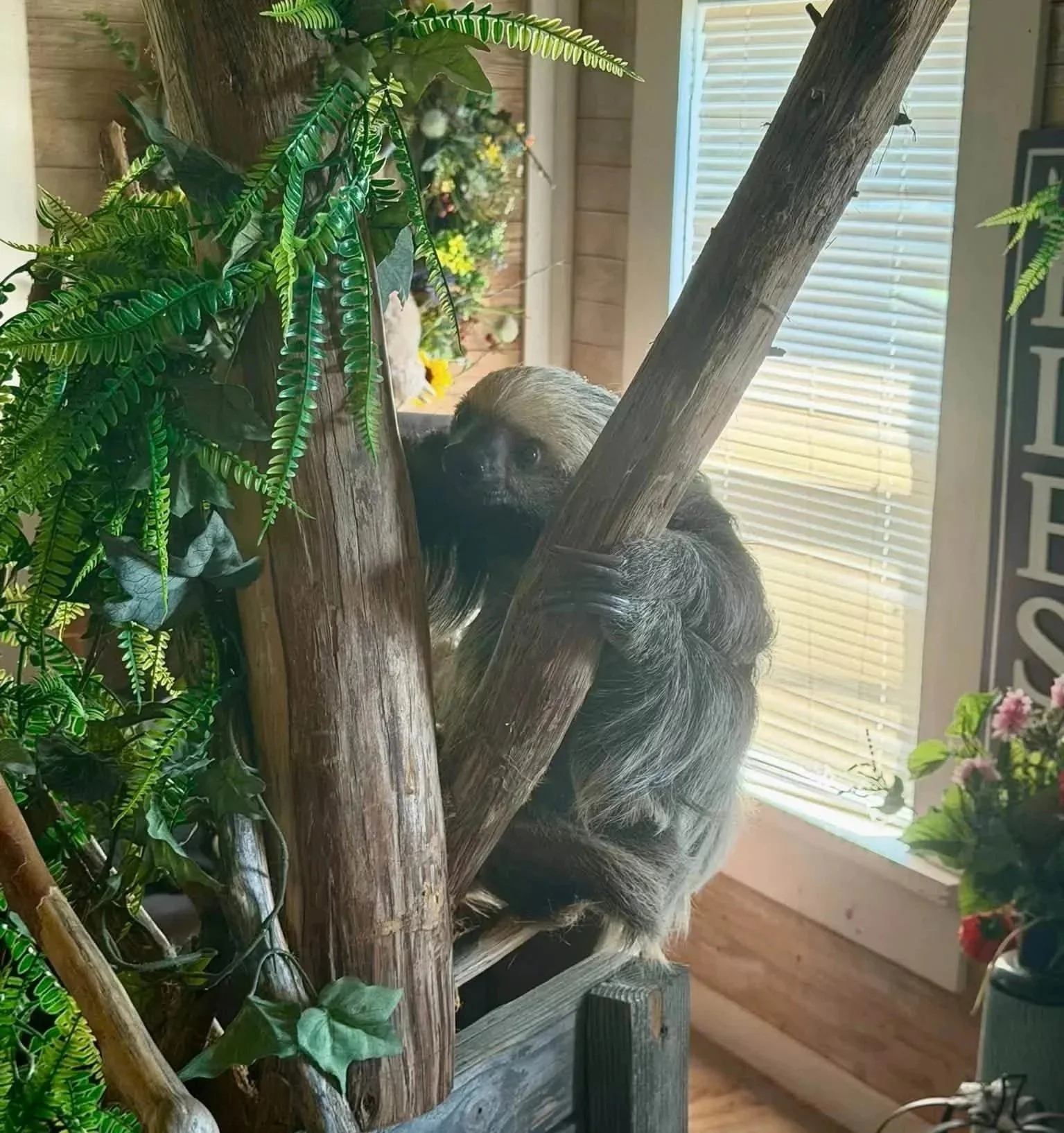 A sloth clinging to a tree branch surrounded by green indoor plants with blinds and a window in the background.