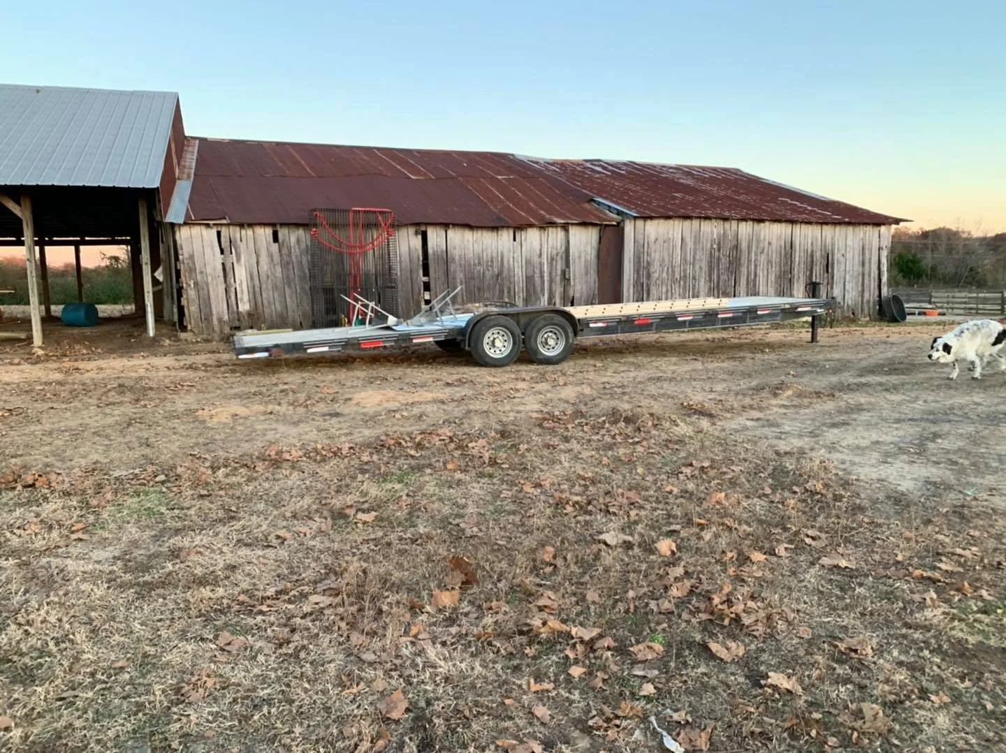 Old wooden barn with a rusted metal roof, a foot-long flatbed trailer in front, and a black and white dog to the right. The ground is dry with fallen leaves, and the sky is clear.