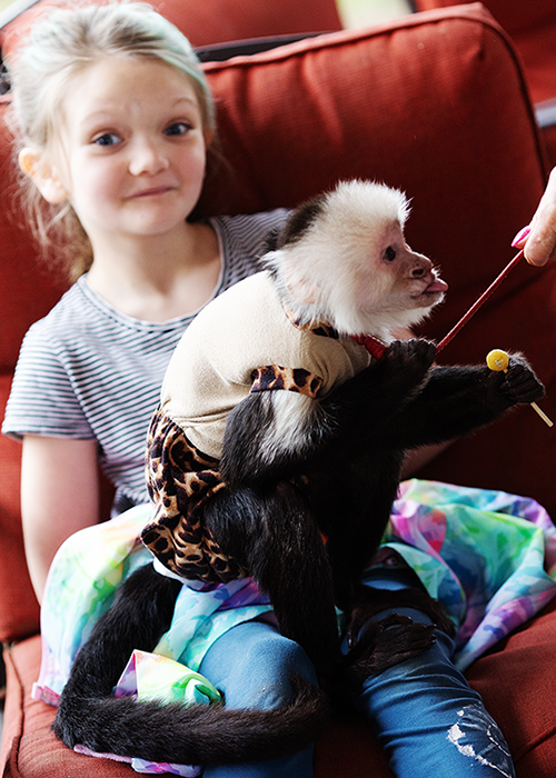 Young girl sitting on a couch with a small monkey in her lap, which is wearing a beige shirt with leopard print on the sleeves, playing with a yellow ball on a stick.