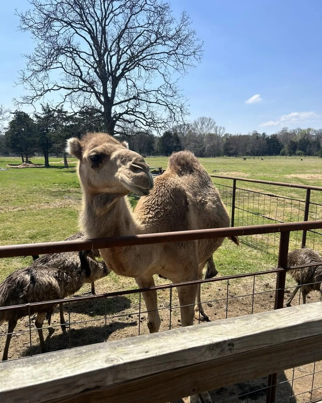 A camel standing behind a wooden and wire fence at a zoo or farm, with a grassy field, trees, and a blue sky in the background.