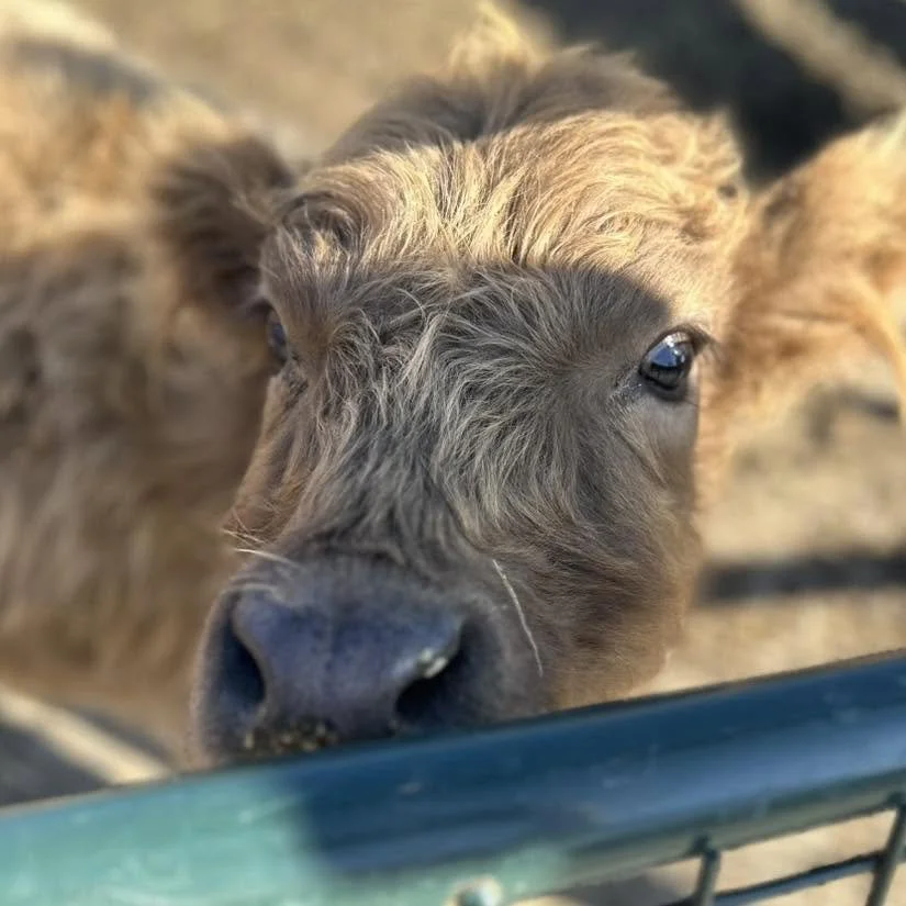 Close-up of a curious young brown calf with big eyes, leaning over a green fence.