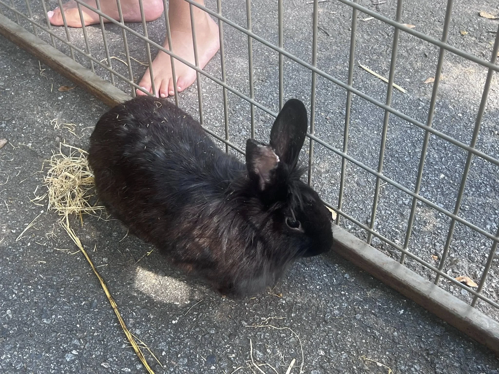 A black rabbit laying on the ground next to a metal fence, with hay scattered around. A person's bare feet are visible behind the fence.