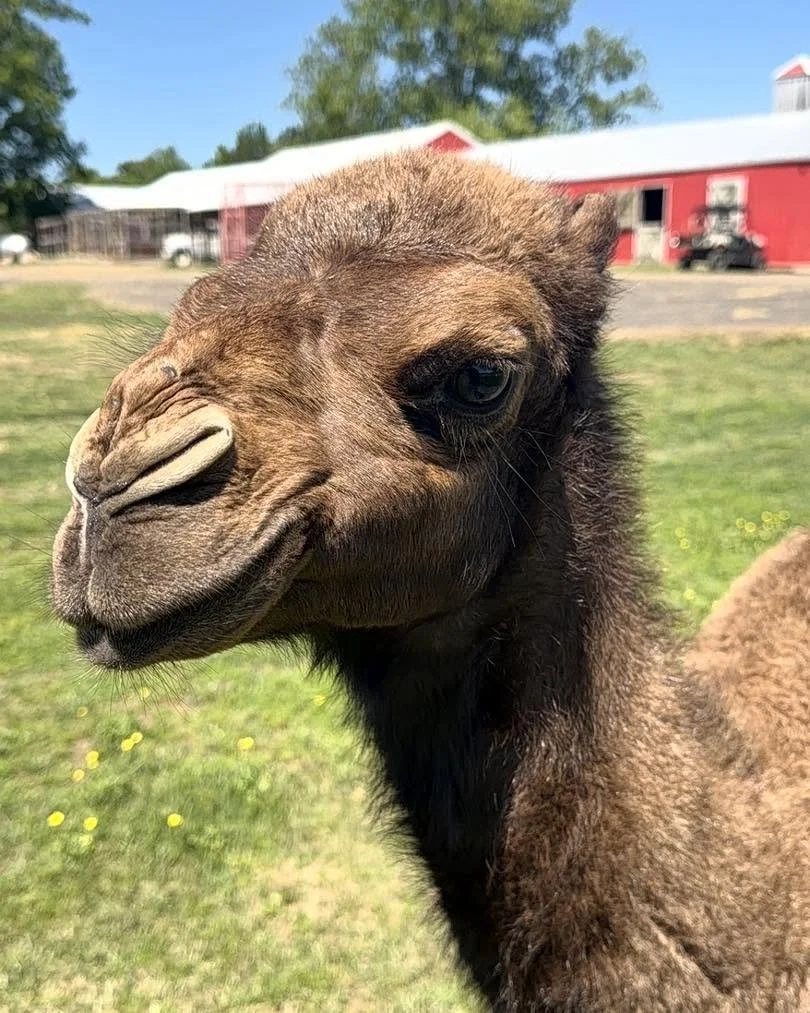Close-up of a camel's face with one eye and a raised lip on a sunny day, background of a farm with red barn and trees.