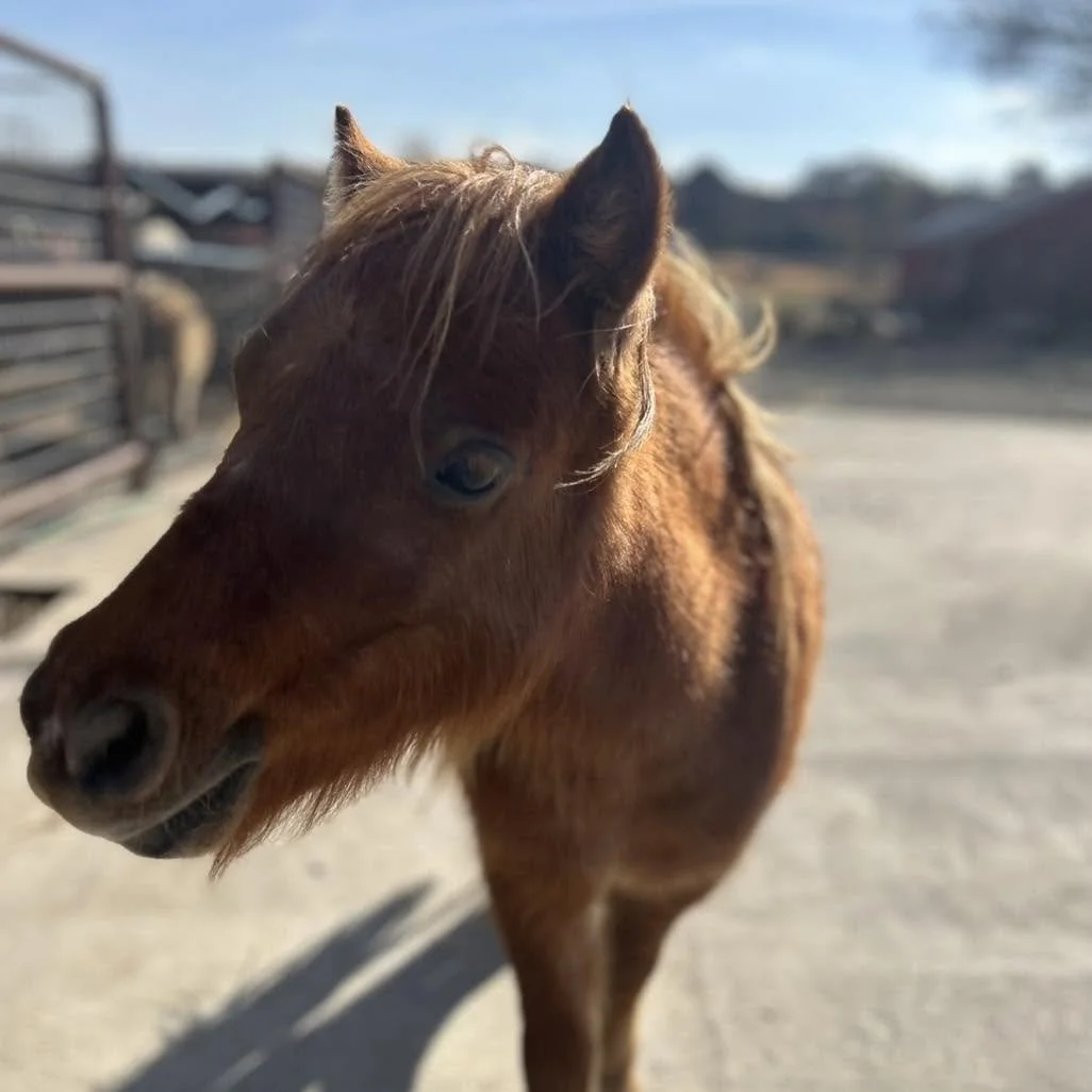 Close-up of a brown foal standing outdoors on a farm, with a barn and fences in the background under a clear sky.