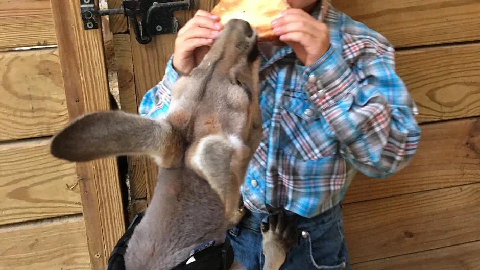A person in a plaid shirt holding a slice of bread while a gray donkey reaches up to eat it.