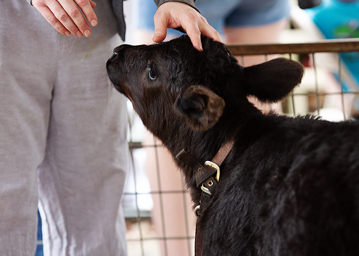 Person petting a young calf through a metal fence.