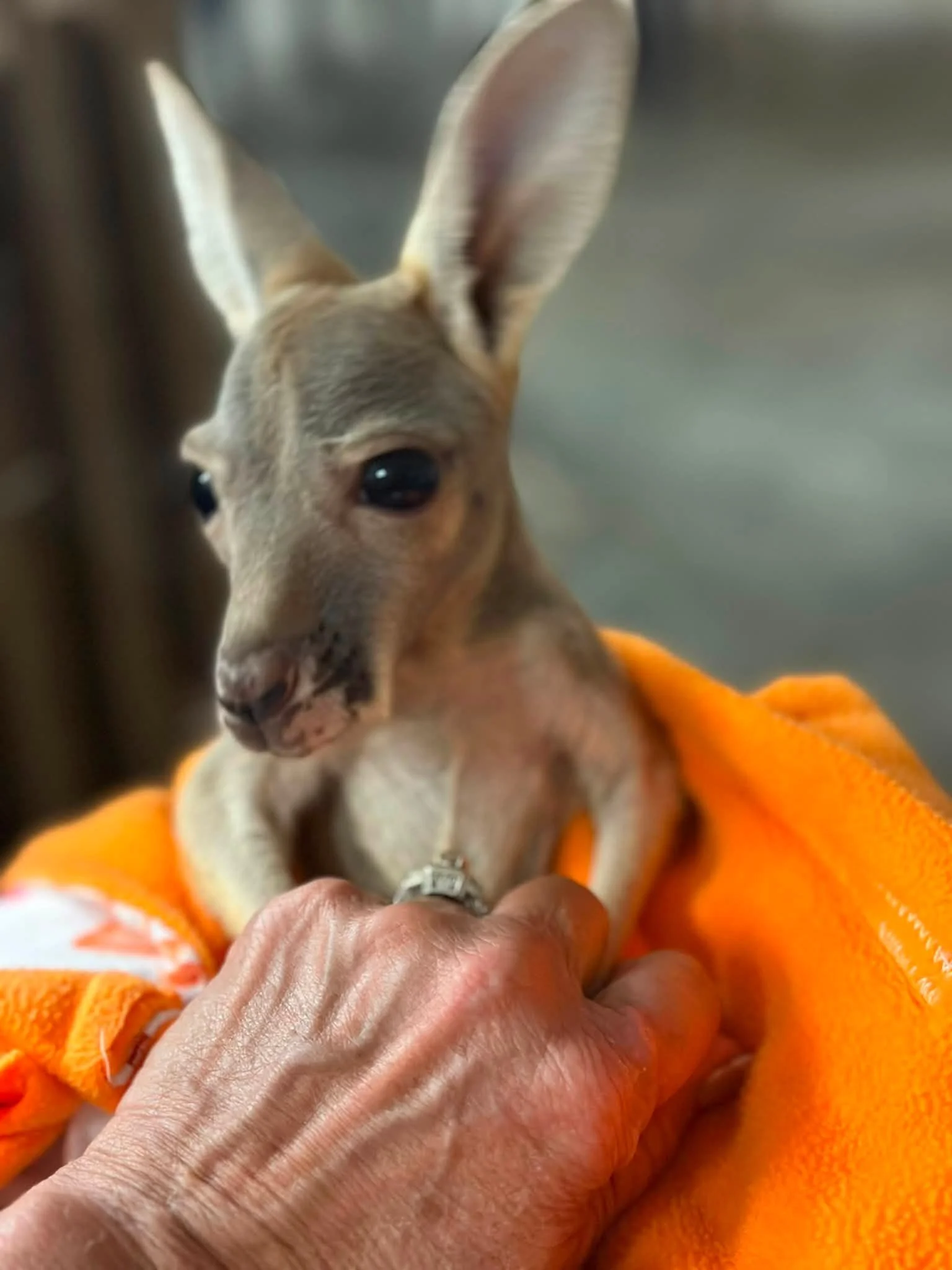 A small deer with light brown fur and large ears is being held gently by a person's hand, resting on a bright orange blanket.