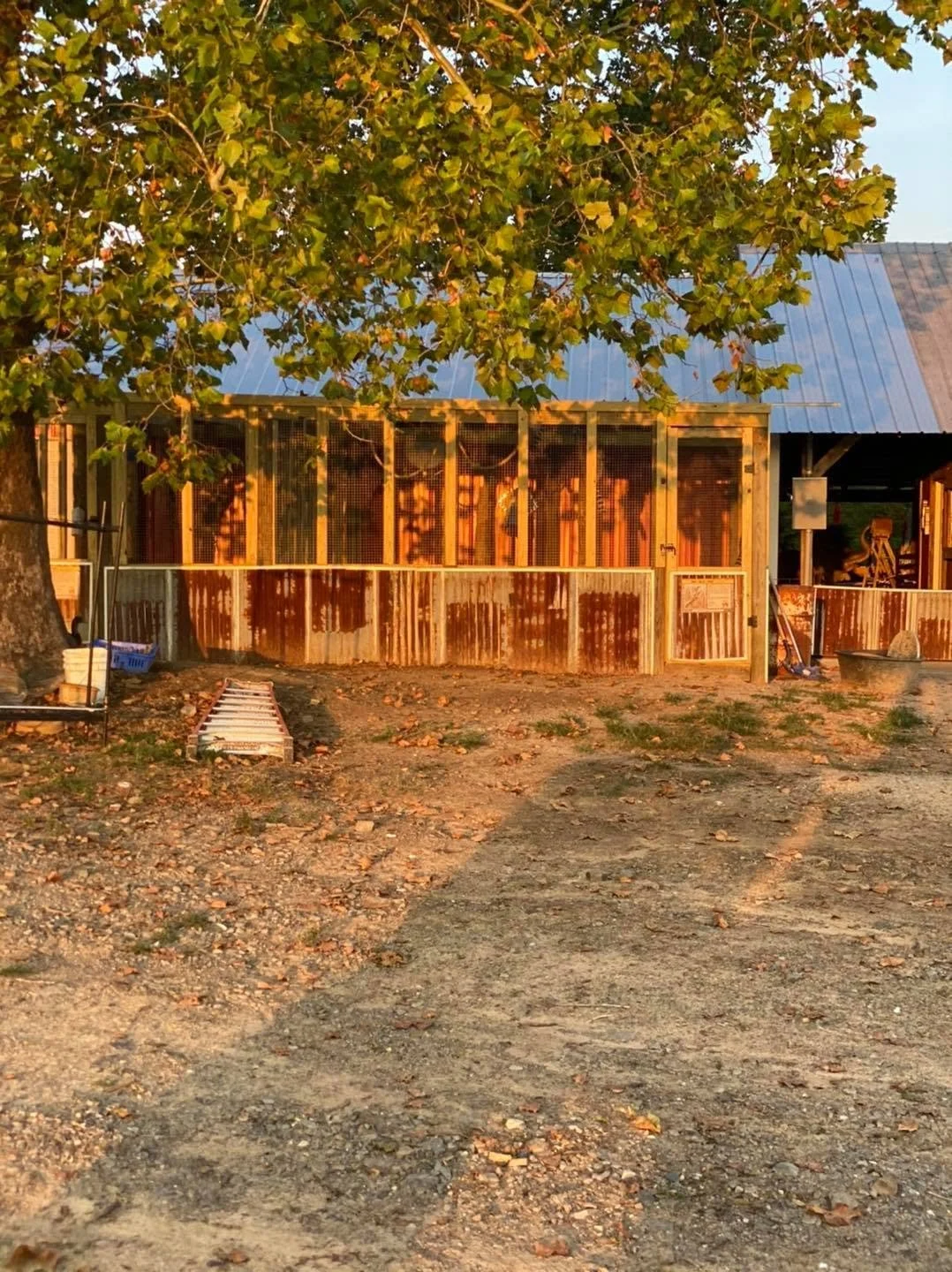 A rustic outdoor scene at sunset featuring a wooden structure, a dirt and gravel ground, and a large leafy tree providing shade.