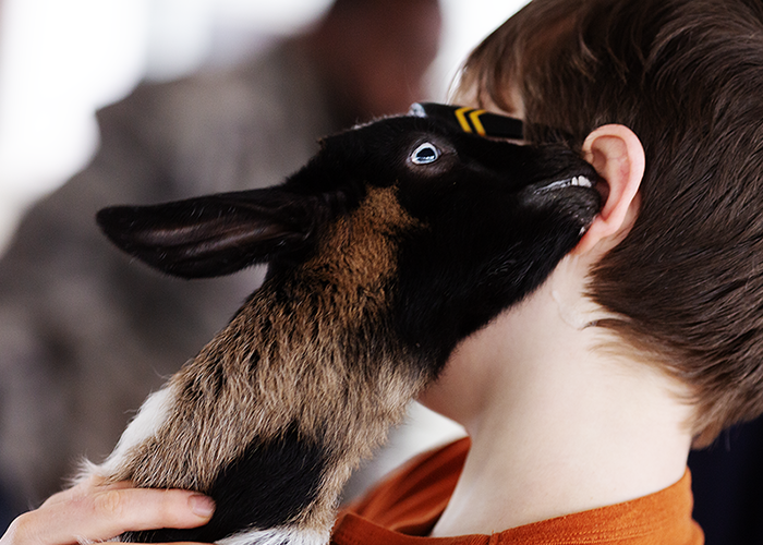 A person holding a rabbit near their face, with the rabbit nibbling on or sniffing the person's cheek.