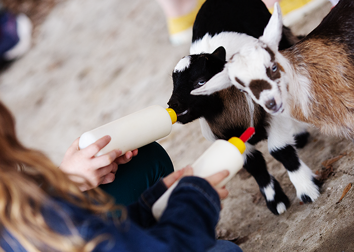 Child feeding goats with bottles on a farm.