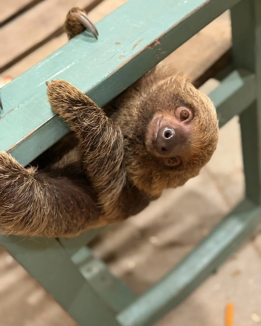 A baby sloth clinging to the leg of a green wooden bench, looking up with big brown eyes.