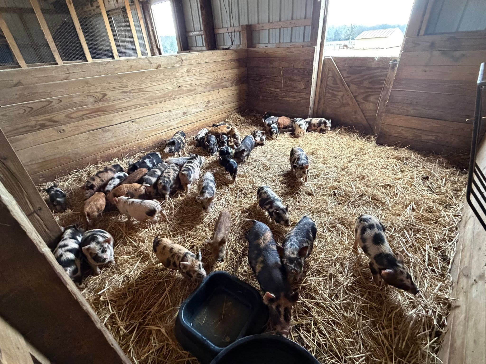 Inside a barn with wooden walls, a group of piglets of various colors are standing and walking on straw bedding, near a feeding trough.