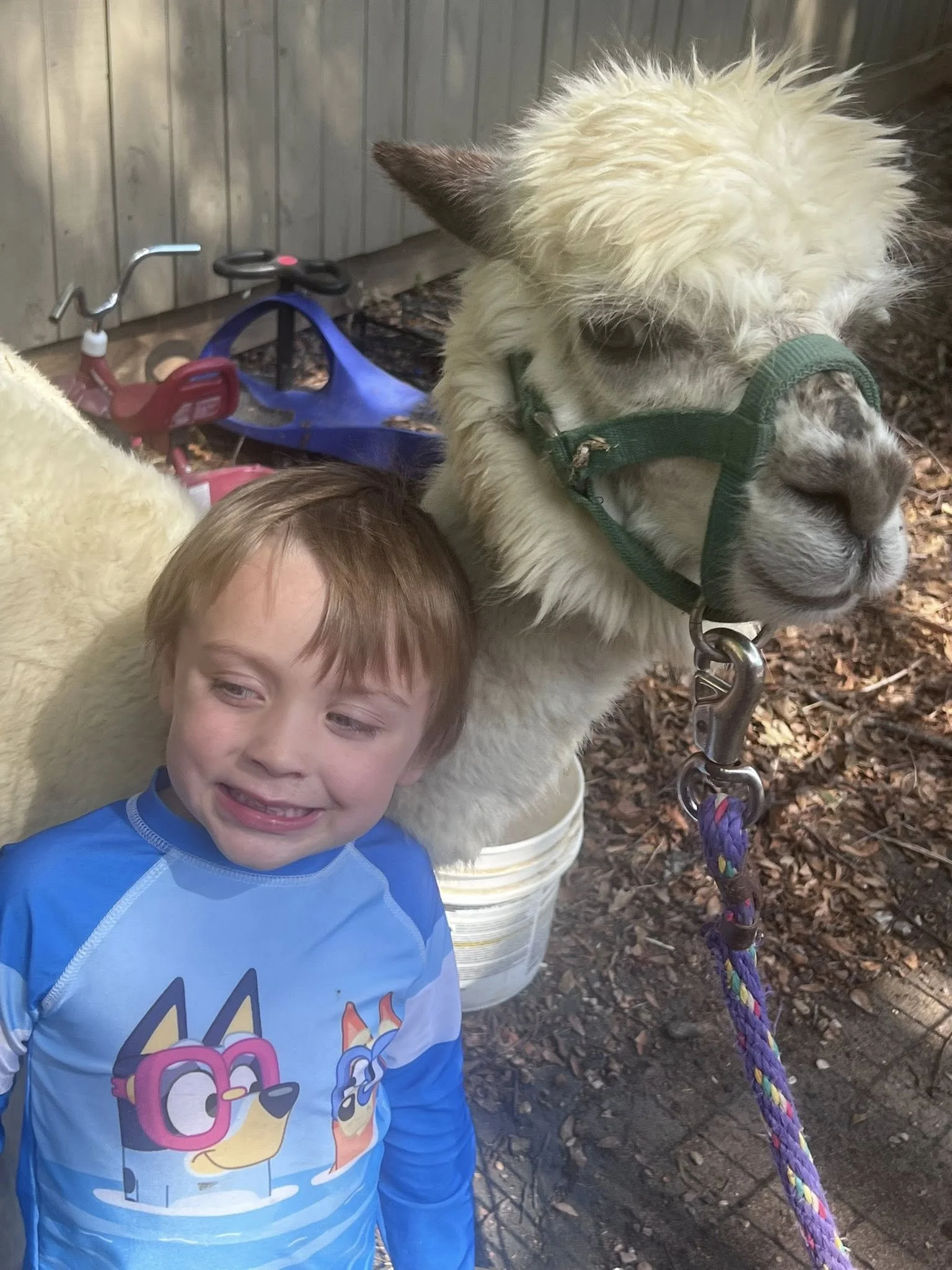 A young boy with red hair wearing a blue shirt with colorful cartoon characters stands next to a large llama. The llama has a fluffy white coat, a green halter, and a colorful rope attached to it. They are outdoors on a dirt ground with a wooden fenc