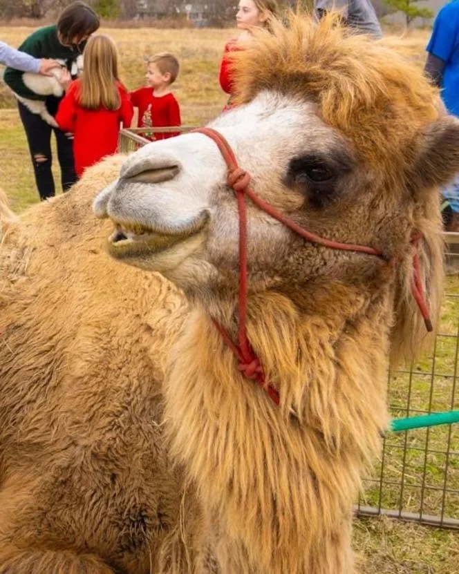 Close-up of a camel with a playful expression standing outdoors at an animal farm or petting zoo, with children and adults in the background.