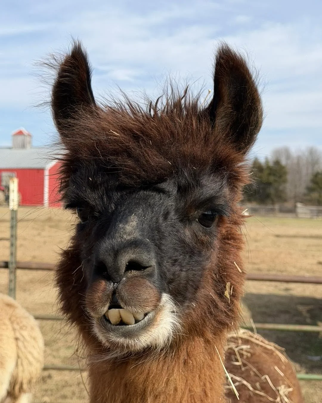 Close-up of a brown llama with a slightly crooked smile in a fenced outdoor area, with a red barn and trees in the background.