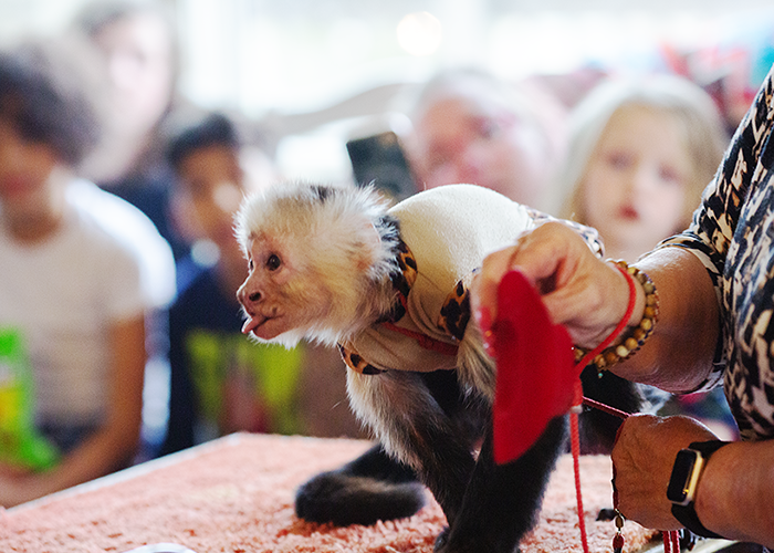 A small capuchin monkey wearing a white sweater with a leopard print collar is being held by a person, with children watching in the background.