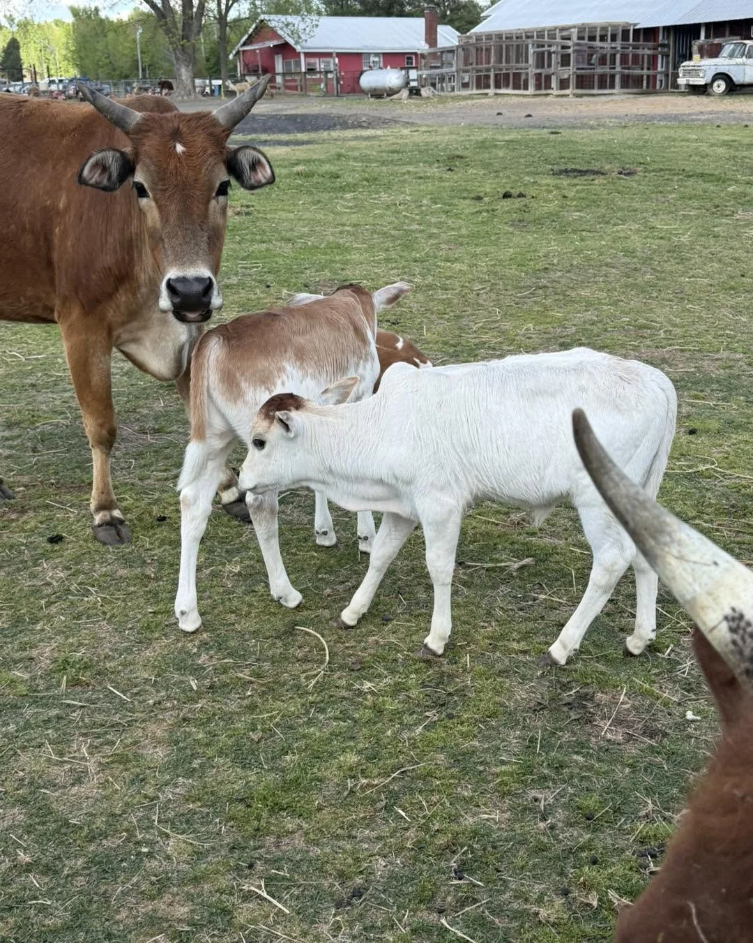 A cow with a reddish-brown coat and two curved horns stands in a grassy field next to two young calves, one white and one reddish-brown. The field has patches of dirt, and in the background, there are farm structures, a white propane tank, and a park