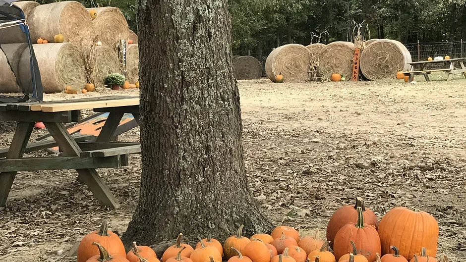 Autumn display with pumpkins at the base of a tree, hay bales, and a pumpkin-shaped sign in a farm setting.