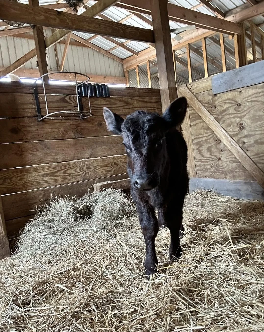 A black calf standing on hay in a wooden barn.