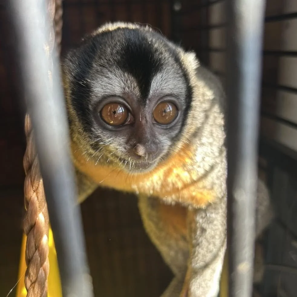 Close-up of a small primate, possibly a slow loris or tarsier, behind metal bars.