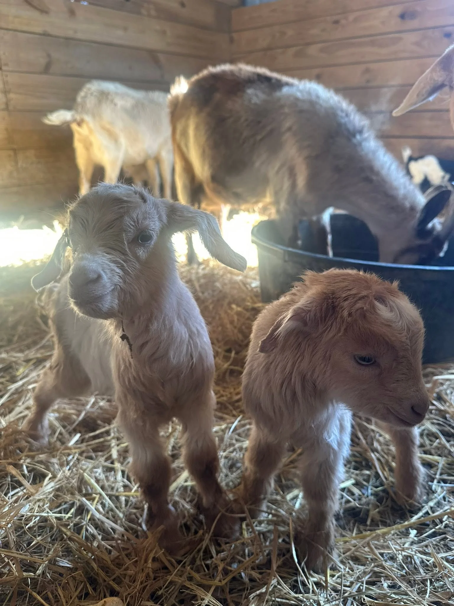 Three young goats standing on straw inside a wooden barn, with one in the foreground looking at the camera and others in the background near a black bucket.