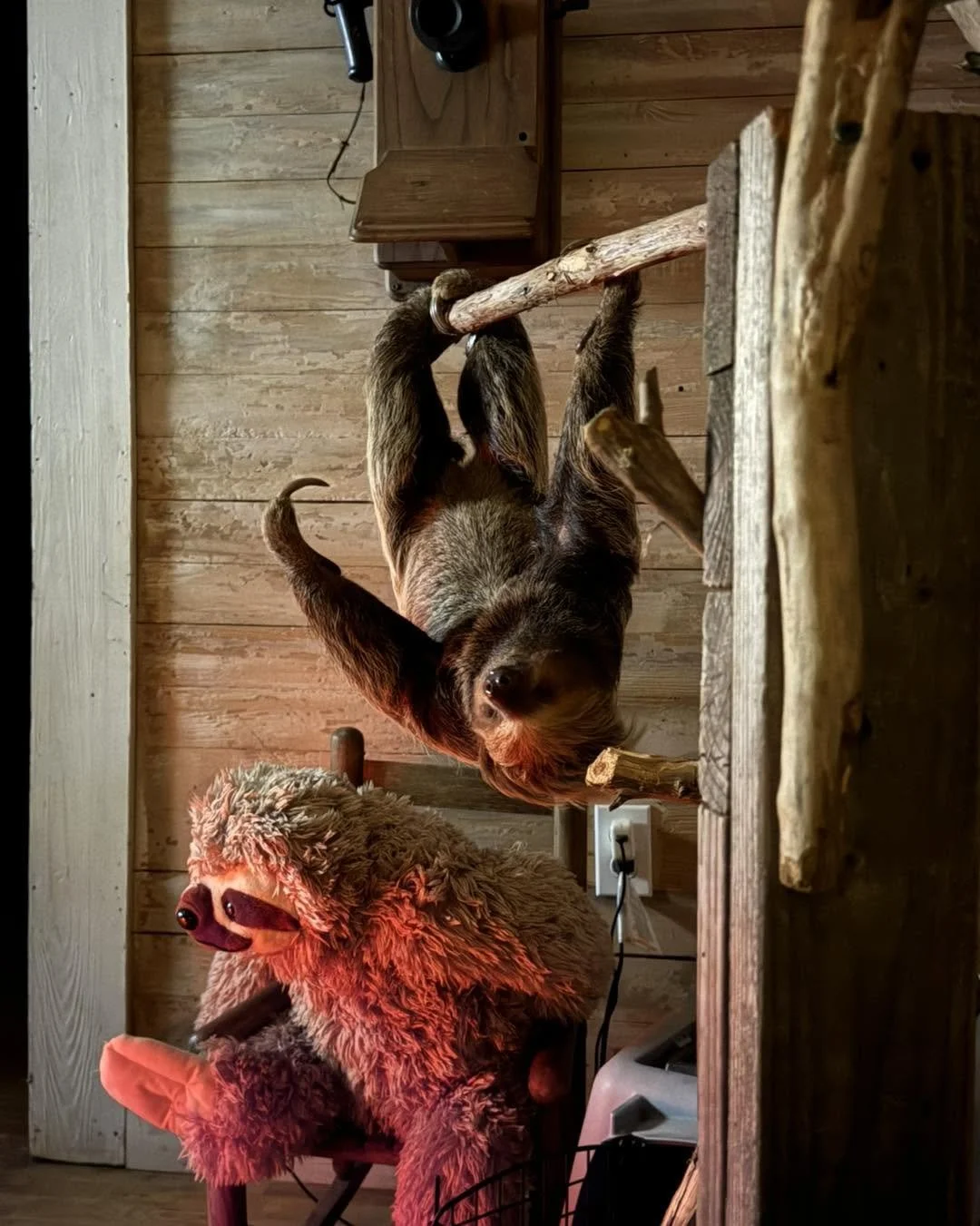A dog hanging upside down from a wooden branch inside a rustic room with wooden walls, facing the camera. Below the dog, there is a large pink furry pig costume sitting on a chair, with its head turned to the side.