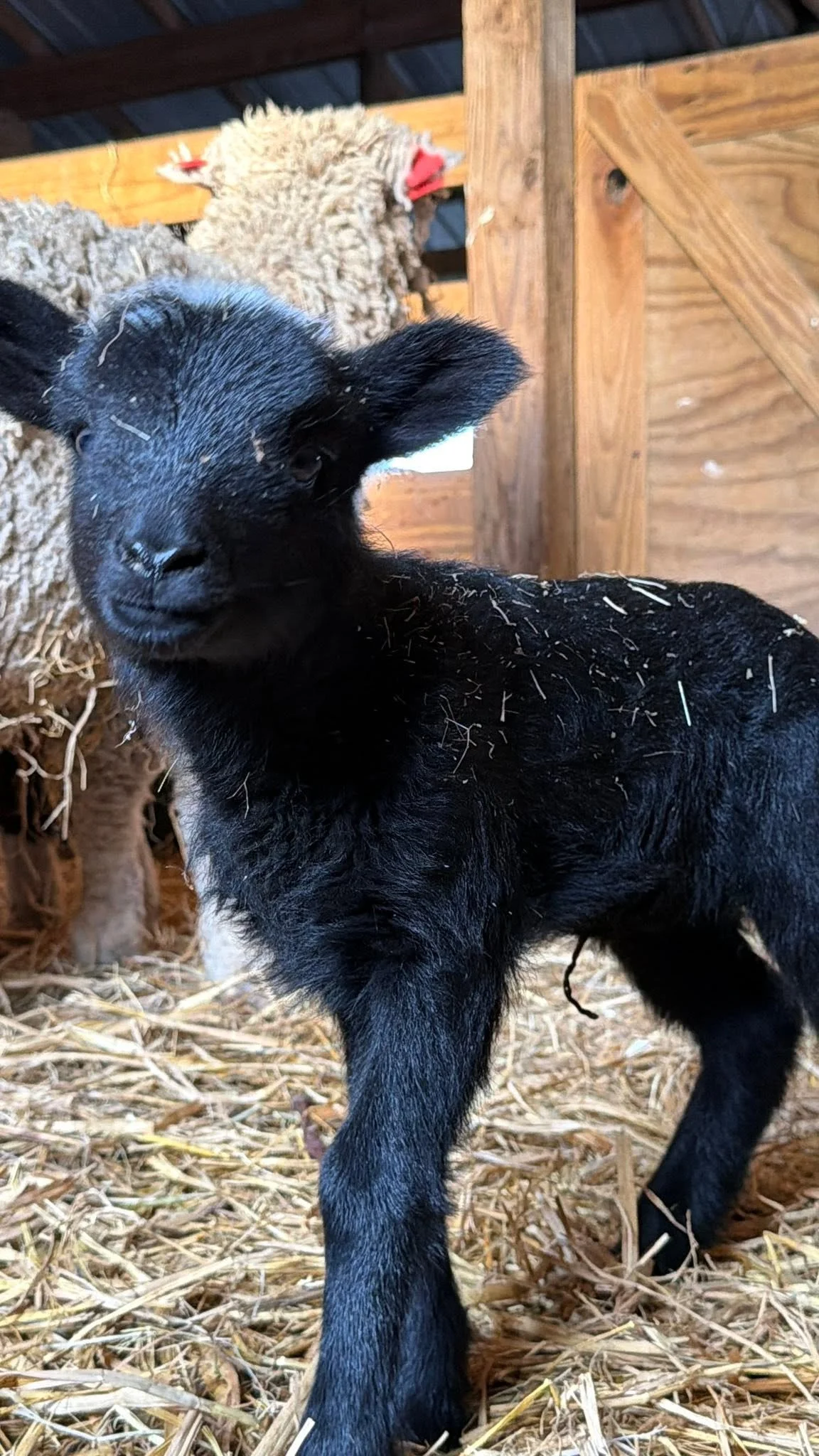 Close-up of a black baby goat with a small head, perked ears, and tiny horns, standing on straw in a barn, with a woolly sheep in the background.