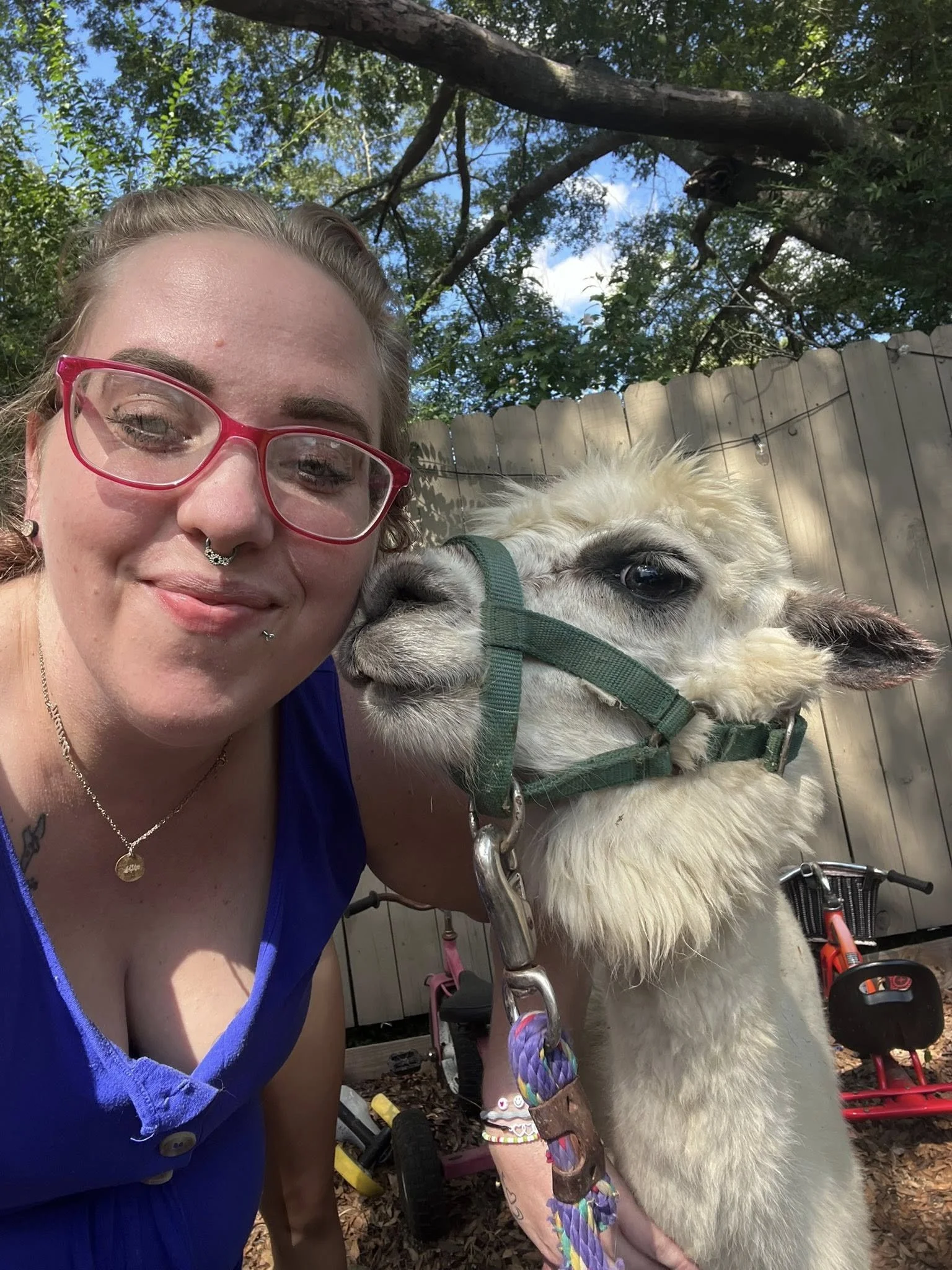 A woman with red glasses, multiple facial piercings, and wearing a blue shirt smiles with her head close to a white llama with a green halter. They are outdoors on a sunny day, surrounded by trees and behind a wooden fence.