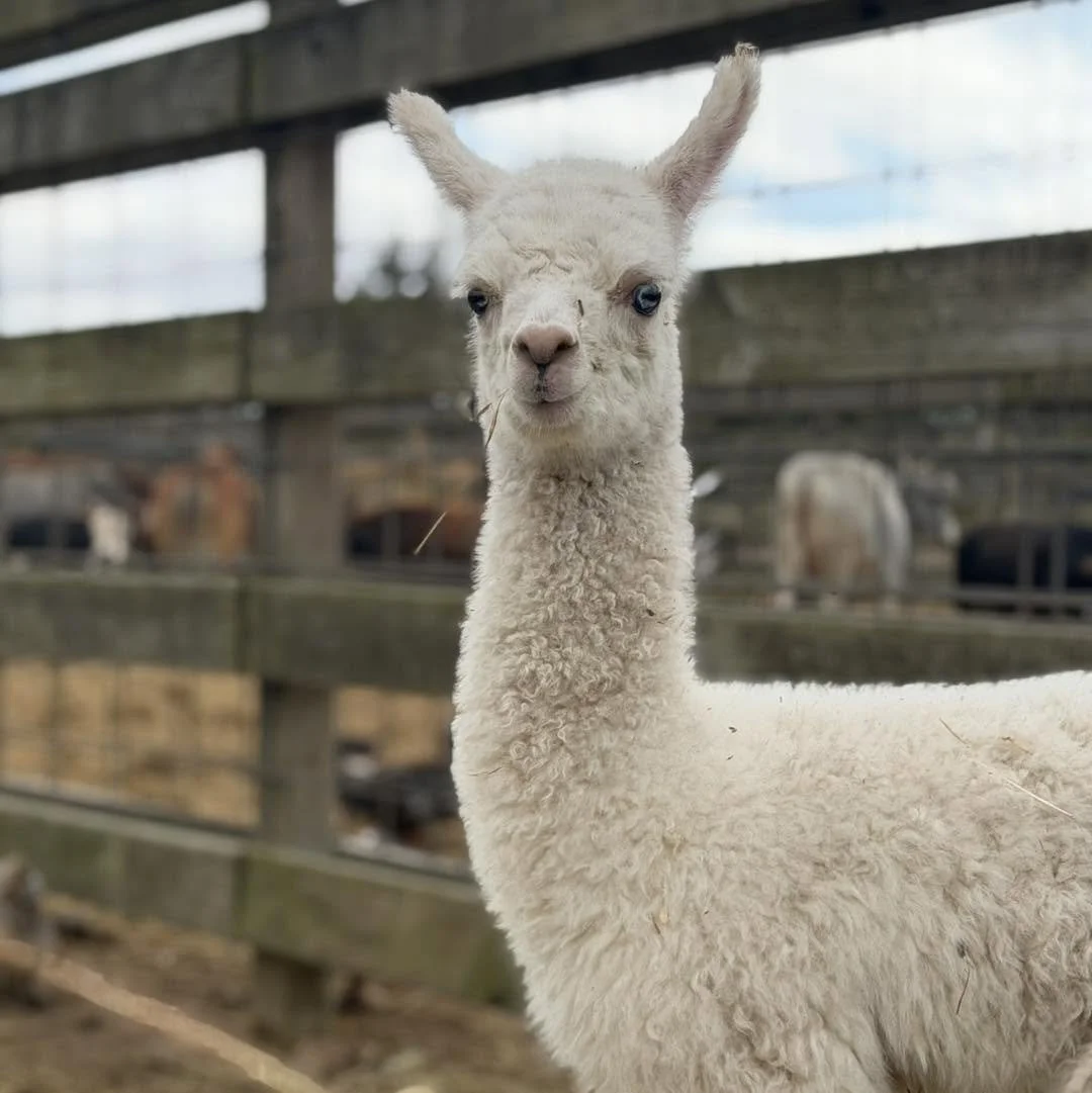 A close-up of a white alpaca with a slightly dirty face standing inside a farm enclosure with a wooden fence and other animals in the background.