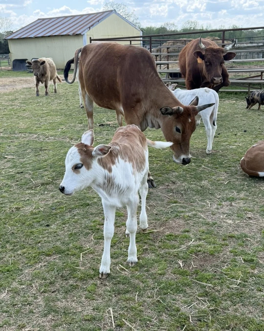 Several calves and adult cows are gathered on a farm. One small calf with white and brown fur is in the foreground, while two adult cows, one brown and one reddish, are behind it. Additional cows and a pig are visible in the background.