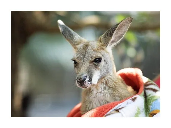 Close-up of a kangaroo with one eye closed, wrapped in a colorful blanket outside.
