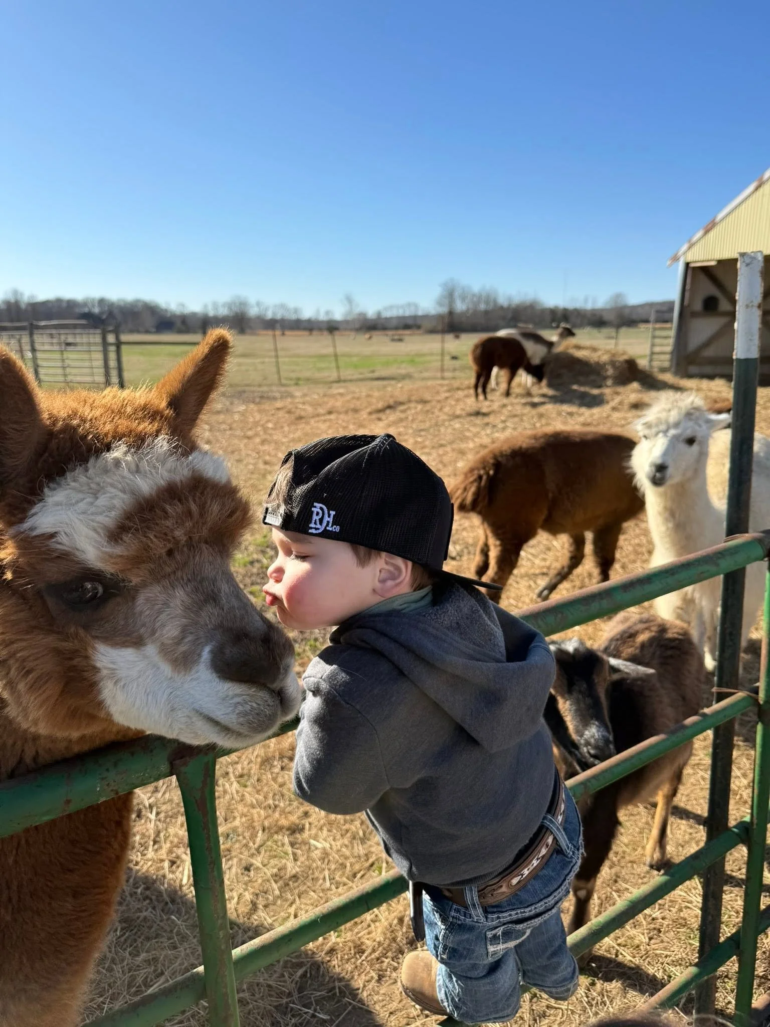 A young boy leaning over a green fence, kissing a brown and white alpaca on the face at a farm, with other animals and a barn in the background.