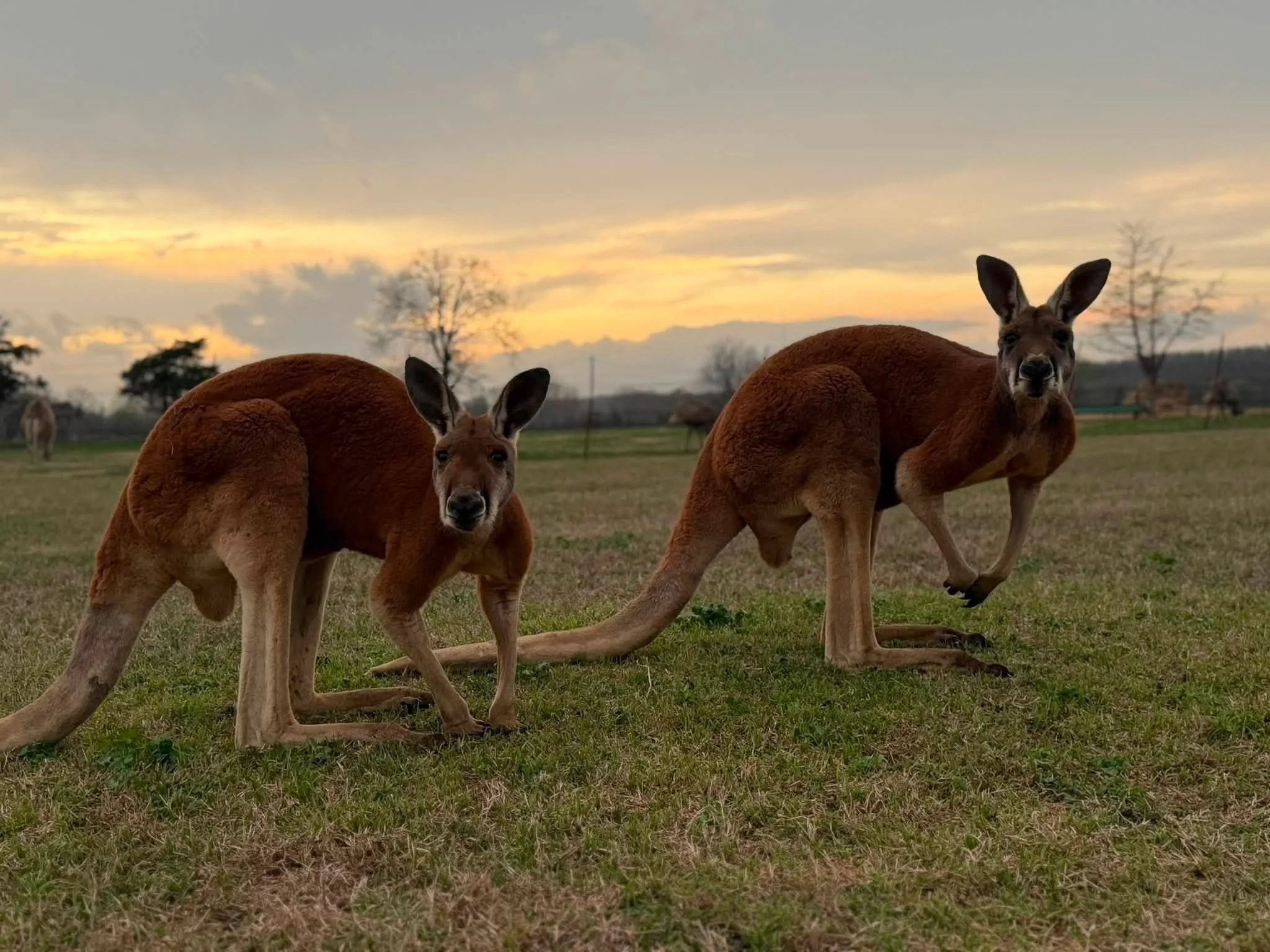 Two kangaroos standing on grassland during sunset with a few trees and sky in the background.