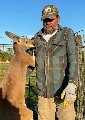A man with a beard wearing a camouflage cap, plaid shirt, and work gloves feeding a young kangaroo in a fenced outdoor area.