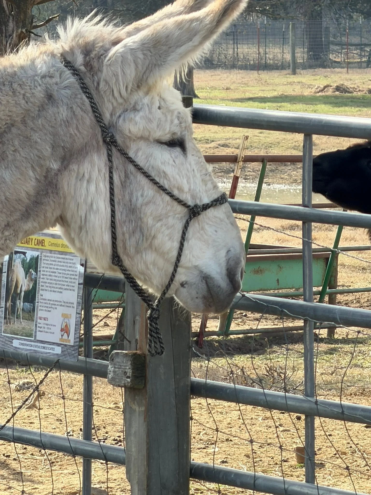 A white llama with a black and white halter standing inside a fenced enclosure, with a background of trees and grass.