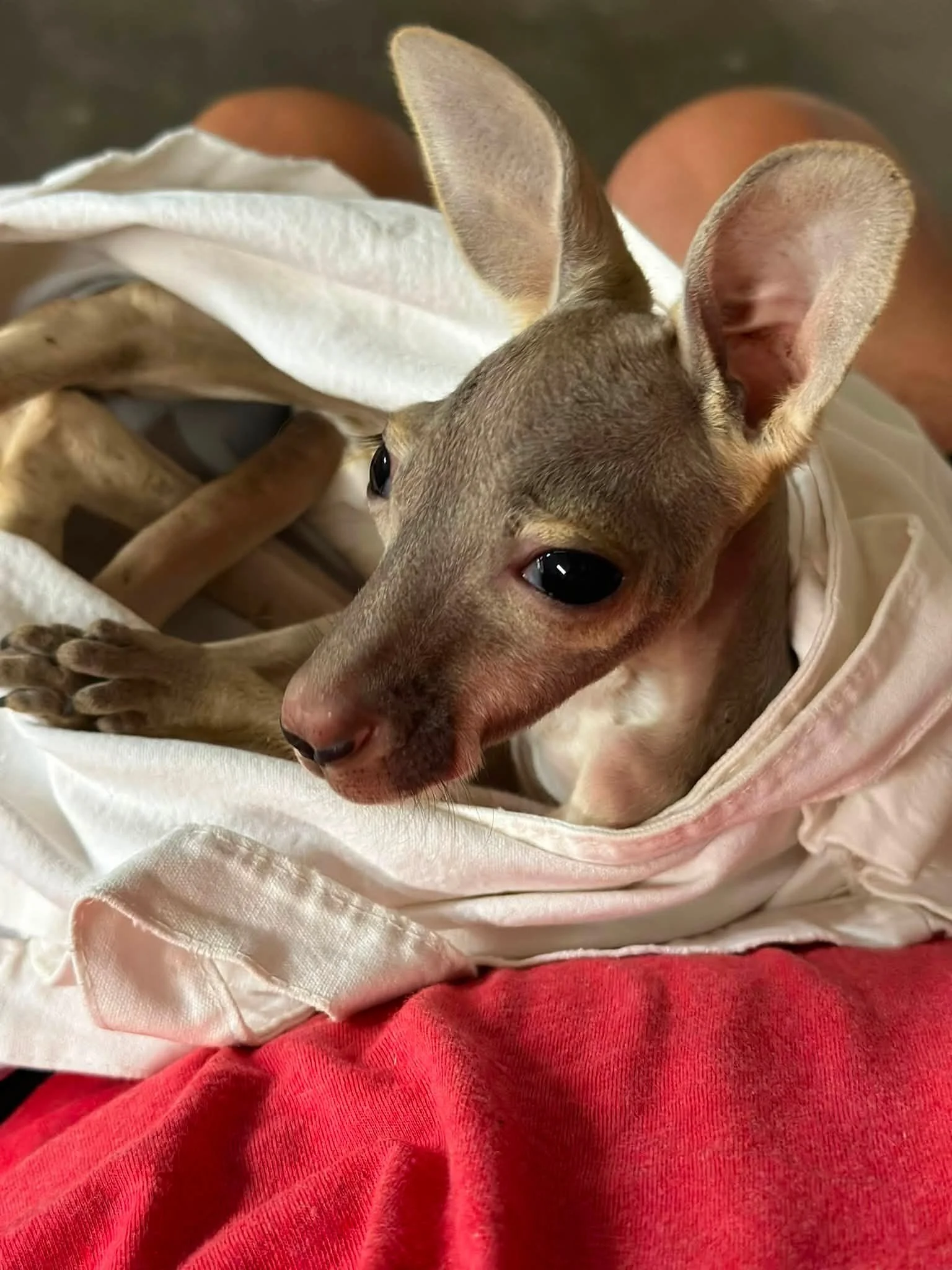A close-up of a small animal, possibly a mouse or a similar rodent, with large ears and black eyes, resting on red and white fabric.