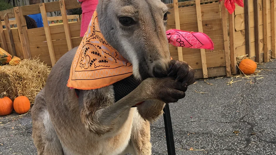 A kangaroo wearing an orange bandana, sitting on the ground with a pumpkin patch and hay bales in the background.