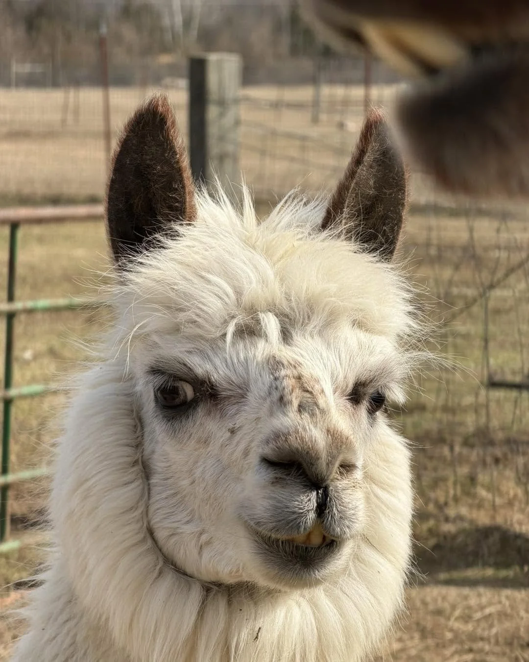 Close-up of a white alpaca with brown ears and a slightly dirty face, outdoors with a fence in the background.