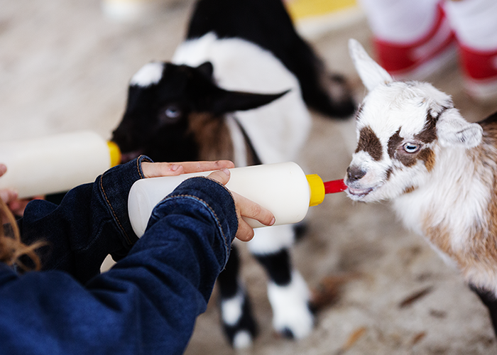Child in a denim jacket bottle-feeding a baby goat with another goat in the background.