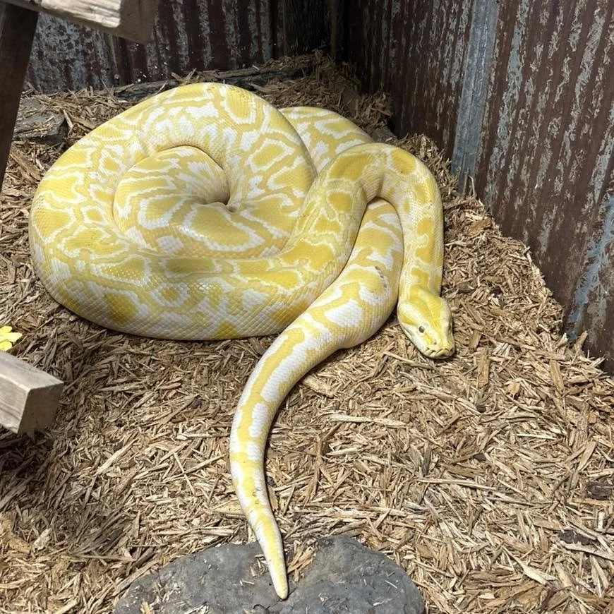 Yellow and white patterned ball python snake resting on wood mulch in enclosure with wooden and metal walls.