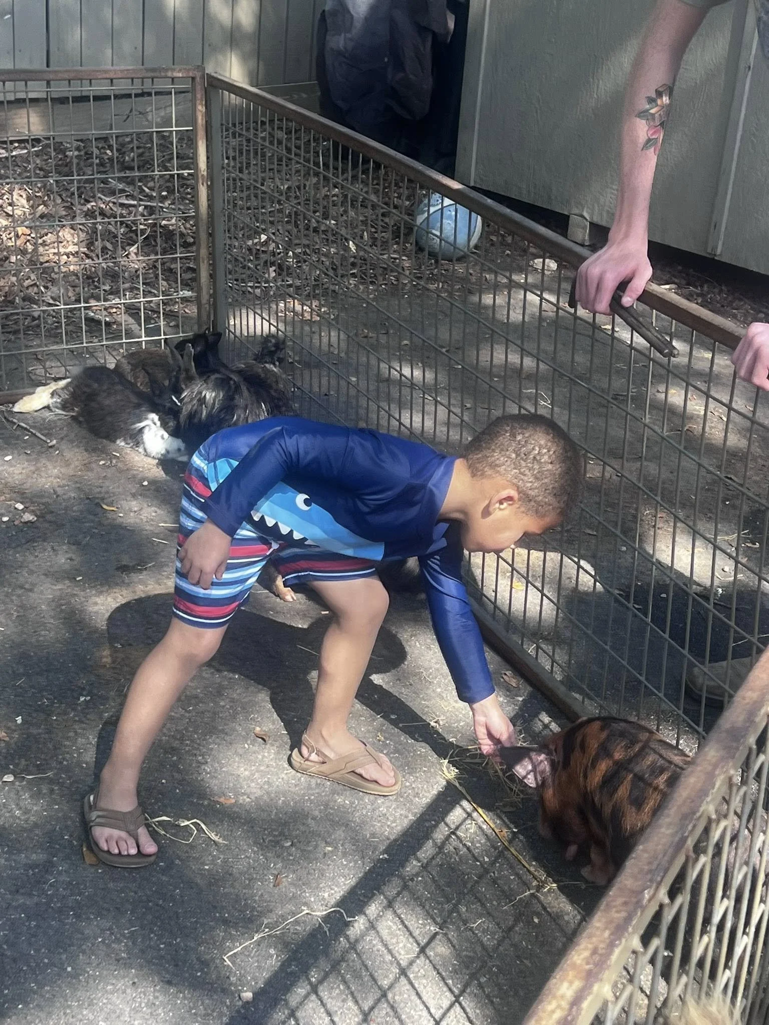 A boy wearing a blue striped shirt and sandals is crouching down feeding a dog through a metal cage in an outdoor area with dirt and leaves. A person nearby is holding a leash attached to the dog inside the cage.