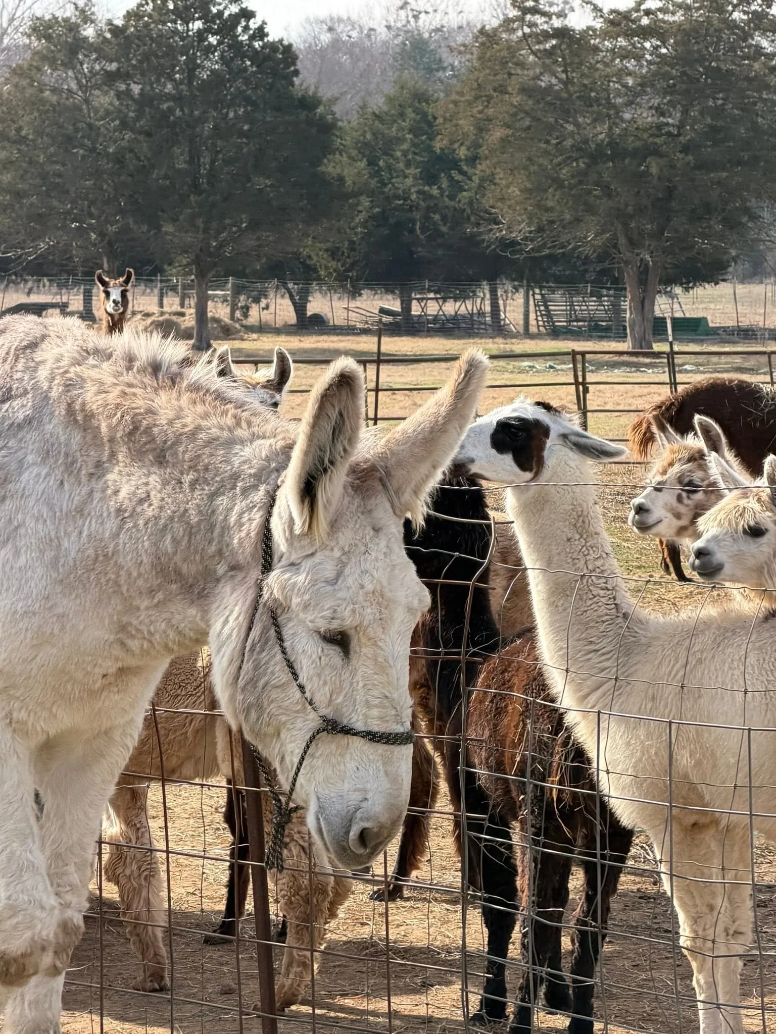 A group of llamas and alpacas behind a metal fence in a farm setting, with trees in the background.
